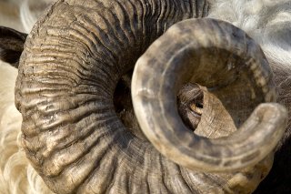 Pour le professeur Sameh Iskandar, à la tête de la mission américaine, les têtes de béliers découvertes sont "des offrandes", indiquant "un culte à Ramsès II célébré 1000 ans après sa mort".